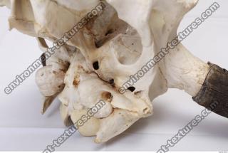 animal skull 0086